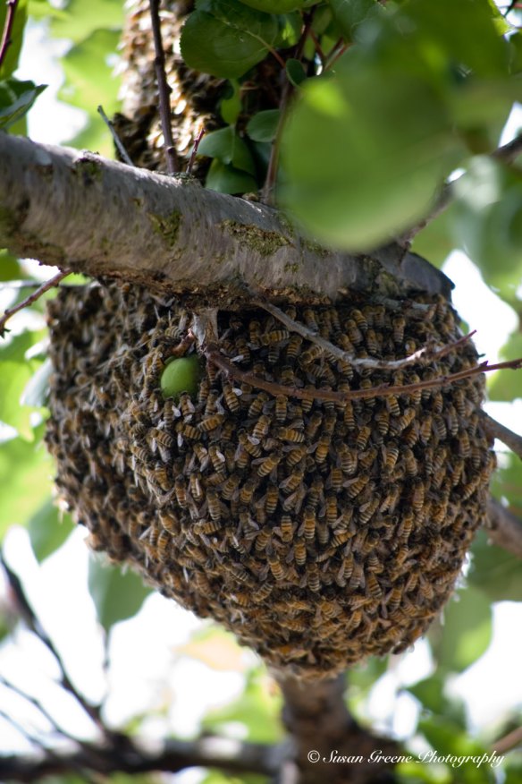 _MG_3971-bee-hive