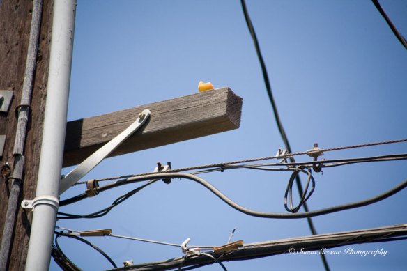 _MG_4528-2-backyard3