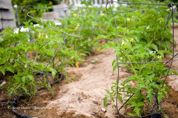 _MG_4496tomatoes