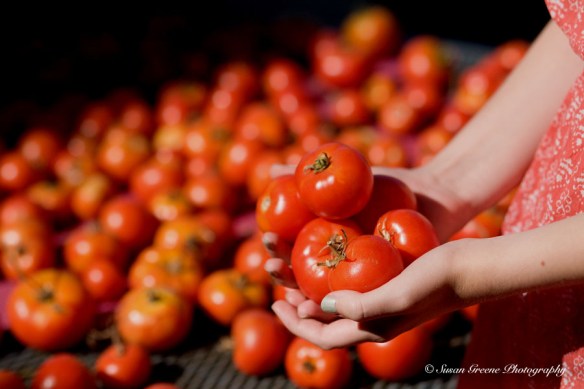 _MG_6050tomatoes