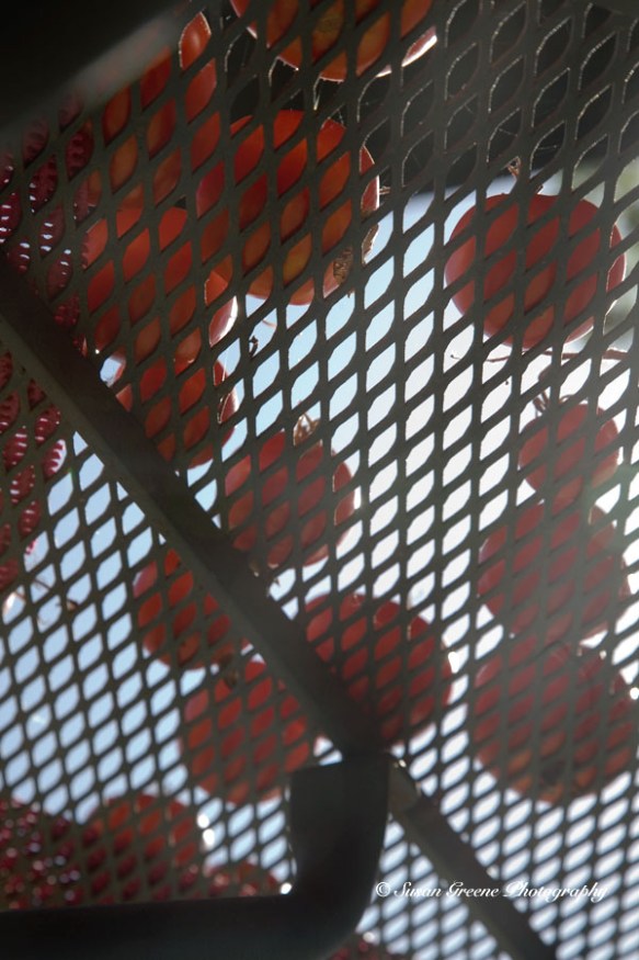 tomatoes, a view from under the table