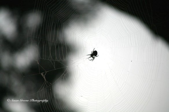 IMG_1390spider orb-weaving spider