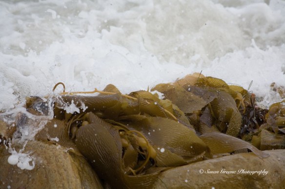 beach photo, seaweed