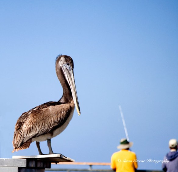 CA brown pelican
