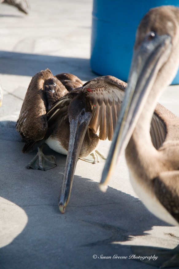 pelicans hooked together with fish hook