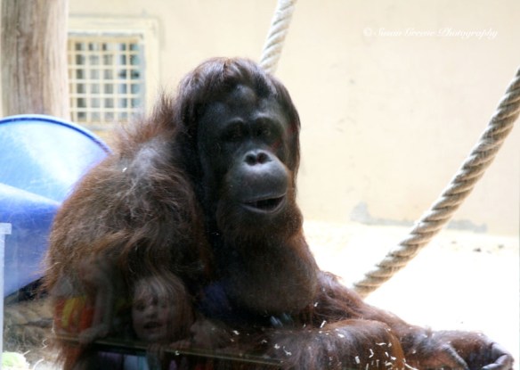 gorilla with child's reflection