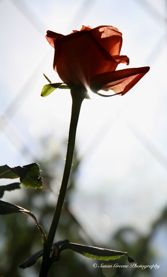 backlit rose