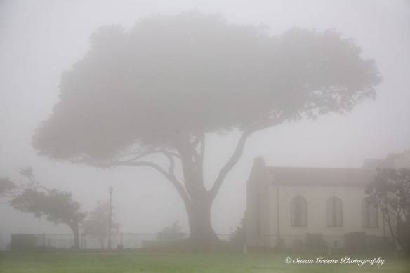 tree in fog
