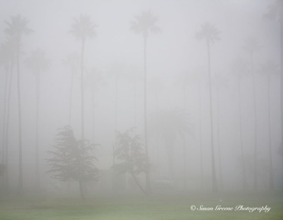 trees in fog