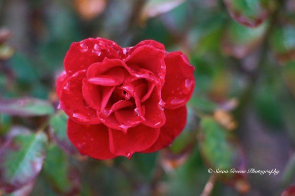IMG_0845red rose red rose