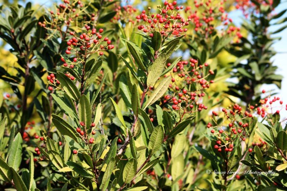 IMG_0849toyon berries toyon berries