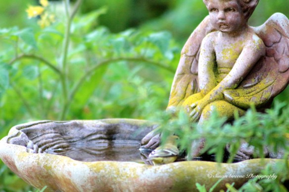 IMG_0892bird bath bird bath