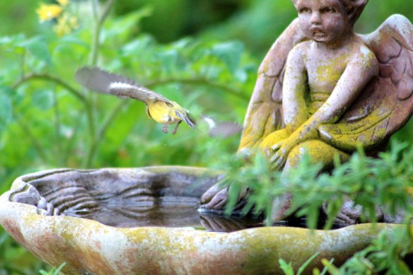 IMG_0893bird bath bird bath and bird