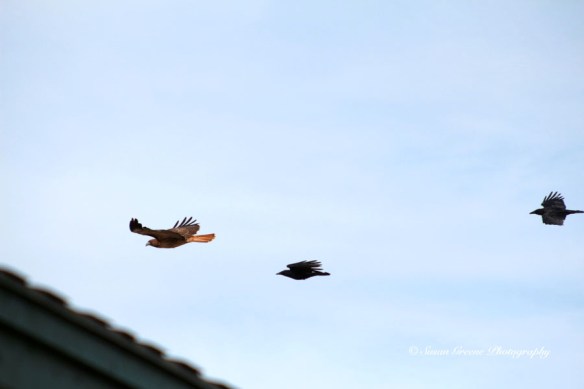 IMG_0921hawk and crow crows chasing hawk