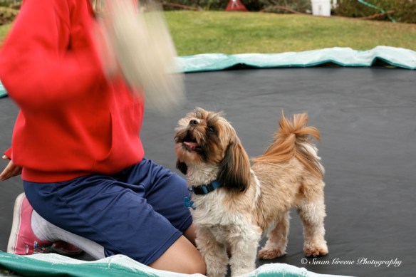 Shih tzu dog at play