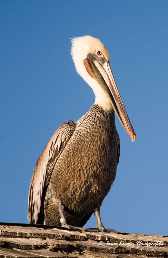 pelican