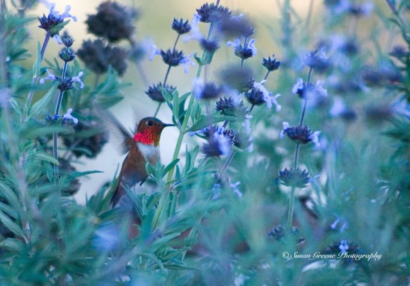 hummingbird and sage