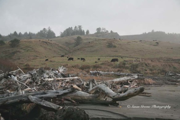 IMG_2496 lo contrast.JPG