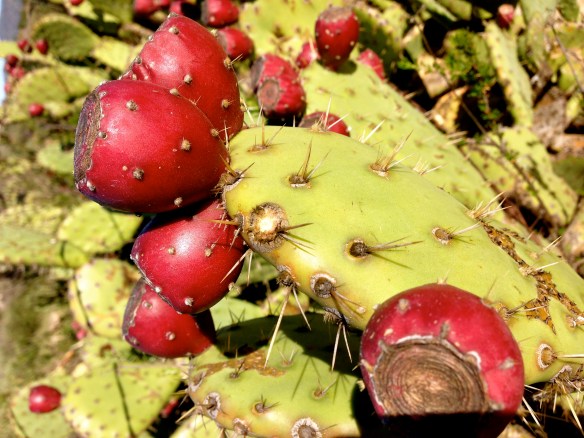 Western Prickly Pear