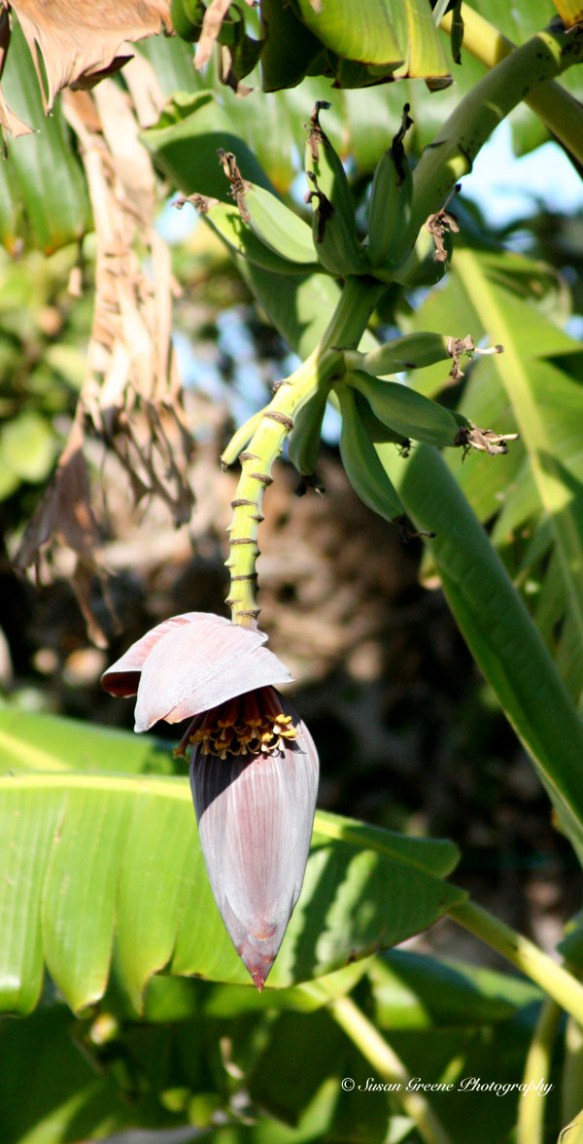 banana tree