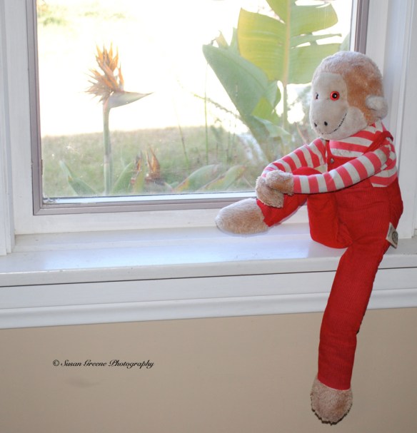 monkey in window3