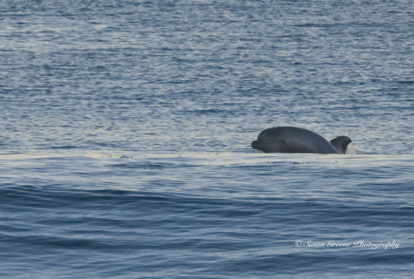 bottlenose dolphin