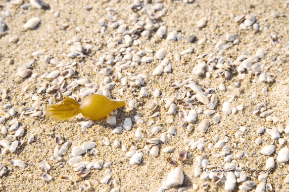 seaweed and sea shells