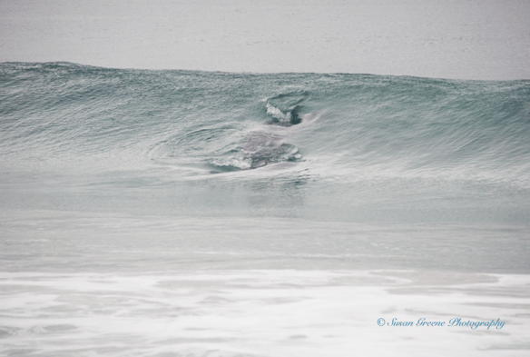 CA gray whale in wave