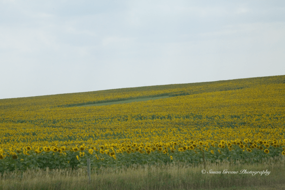 field of sunflowers
