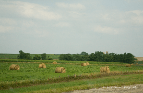 hay rolls in fields