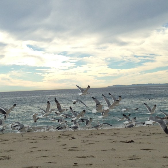 gulls